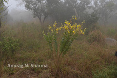 Crotalaria pulchra